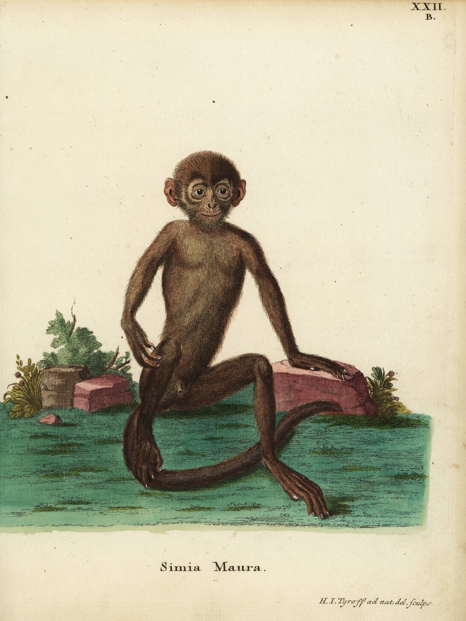 Nuori kaistalanguri, Presbytis femoralis. Simia maura. Hermann Jakob Tyroffin luonnosta piirtämä ja kaiverrettu käsinvärinen kuparikaiverrus Johann Christian Daniel Schreberin teoksesta Animal Illustrations after Nature, or Schreber