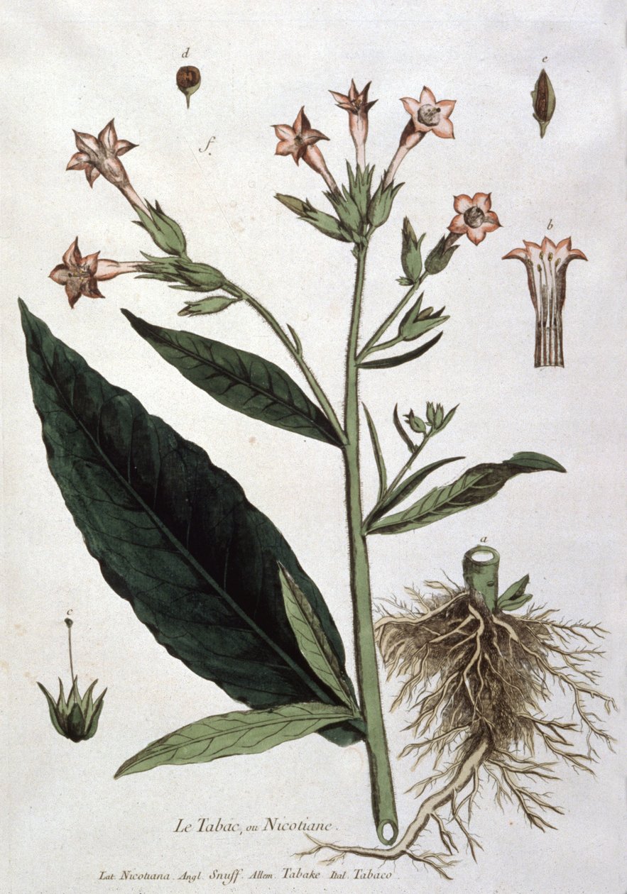 Nuori tupakkakasvi, 1800-luvun alku (litografia) tekijältä Unbekannter Künstler