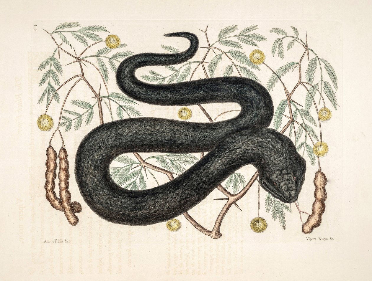 Zoo Illustration / Vipera nigra / Black Viper tekijältä Unbekannter Künstler