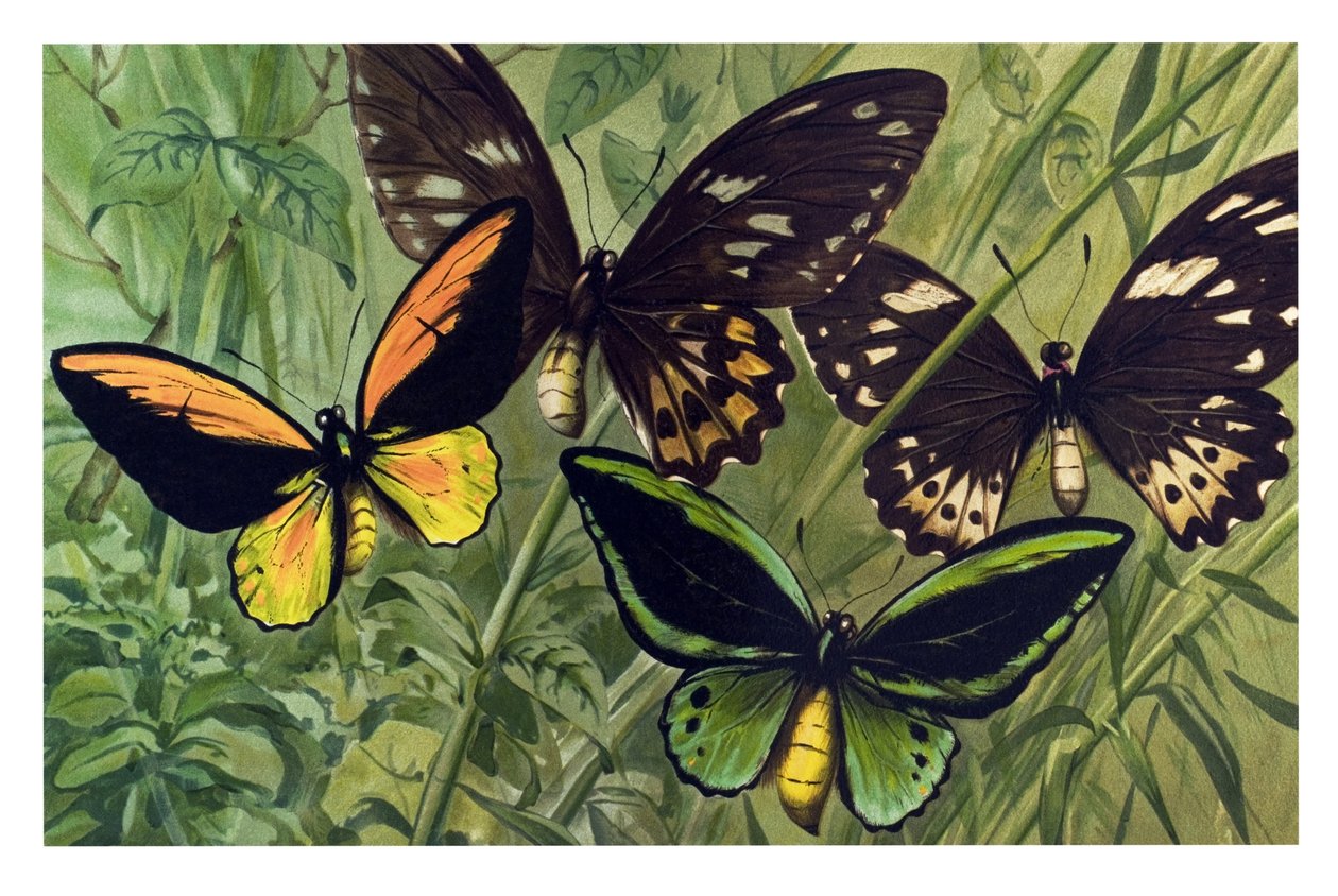 Eläinkartta: Cresus-perhonen (Ornithoptera croesus), uros ja naaras tekijältä Unbekannter Künstler