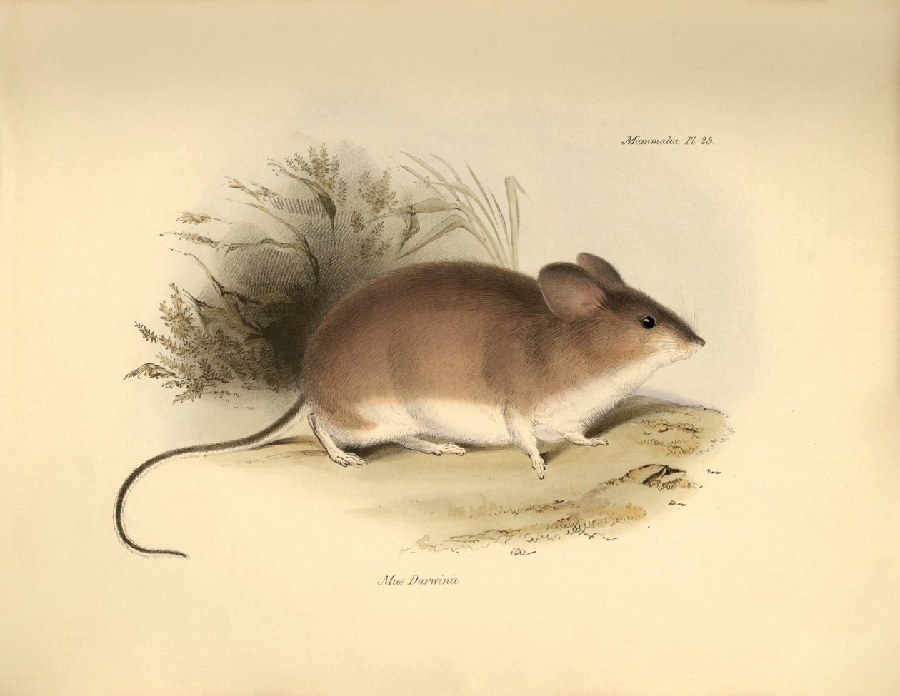 Eläintiede: Darwinin "Mud Darwinii" eli hiiri, jonka Charles Darwin kuvasi tutkimusmatkallaan Beaglella. Kilpi teoksesta "The Zoology of the voyage of the H.M.S. Beagle under the command of Captain Fitzroy during the years 1832 to 1836 edited and sup tekijältä Unbekannter Künstler