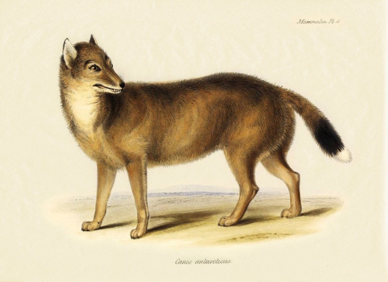 Eläintiede: Falklandin kettu (Canis antarticus), jonka Charles Darwin (1809-1882) havaitsi matkallaan Beaglella. Kuvassa "The Zoology of the Voyage of H.M.S. Beagle Under the Command of Captain Fitzroy, R.N., during the Years 1832 to 1836". tekijältä Unbekannter Künstler
