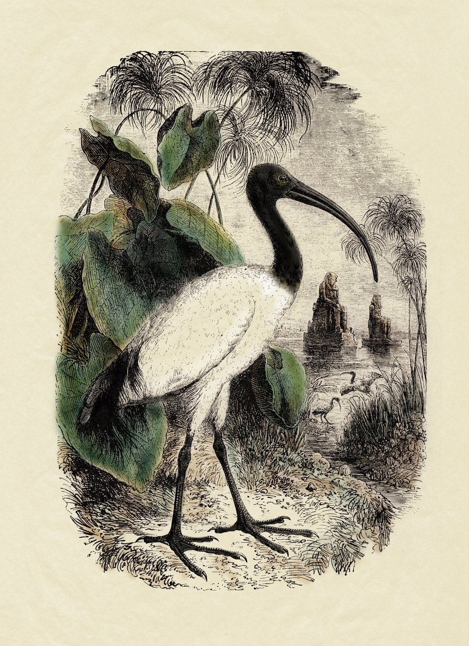 Eläintiede: Ibis (Threskiornis aethiopicus), kaiverrus 1800-luvulta. tekijältä Unbekannter Künstler