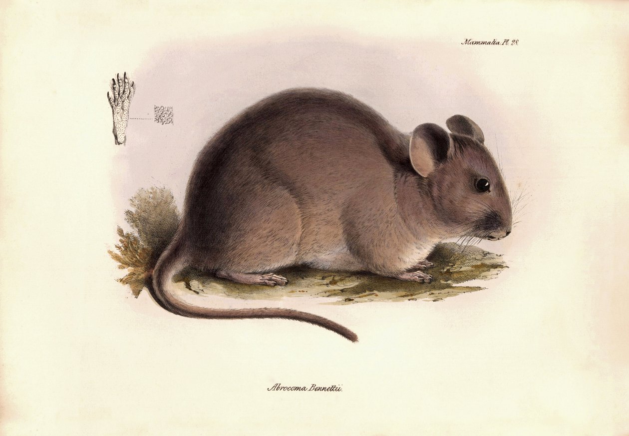 Eläintiede: Bennettii" eli chinchilla Bennett, jonka Charles Darwin kuvasi tutkimusmatkallaan Beaglella. Kilpi teoksesta "The Zoology of the voyage of the H.M.S. Beagle under the command of Captain Fitzroy during the years 1832 to 1836". tekijältä Unbekannter Künstler