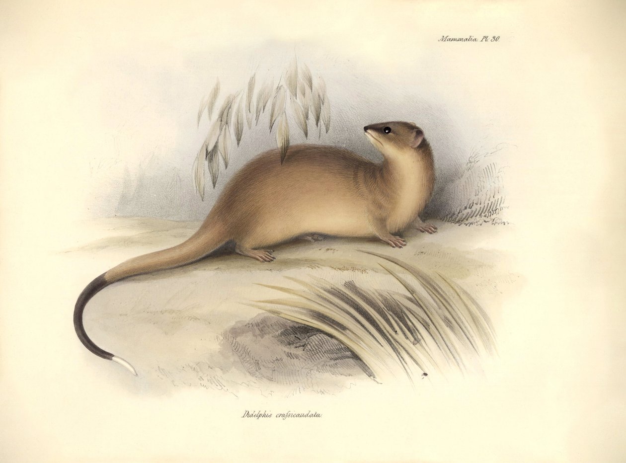 Eläintiede: Didelphis crassicaudata", joka kuuluu opossumien heimoon ja jonka Charles Darwin kuvasi tutkimusmatkallaan Beaglella. Kilpi teoksesta "The Zoology of the voyage of the H.M.S. Beagle under the command of Captain Fitzroy during the years 1832 to tekijältä Unbekannter Künstler
