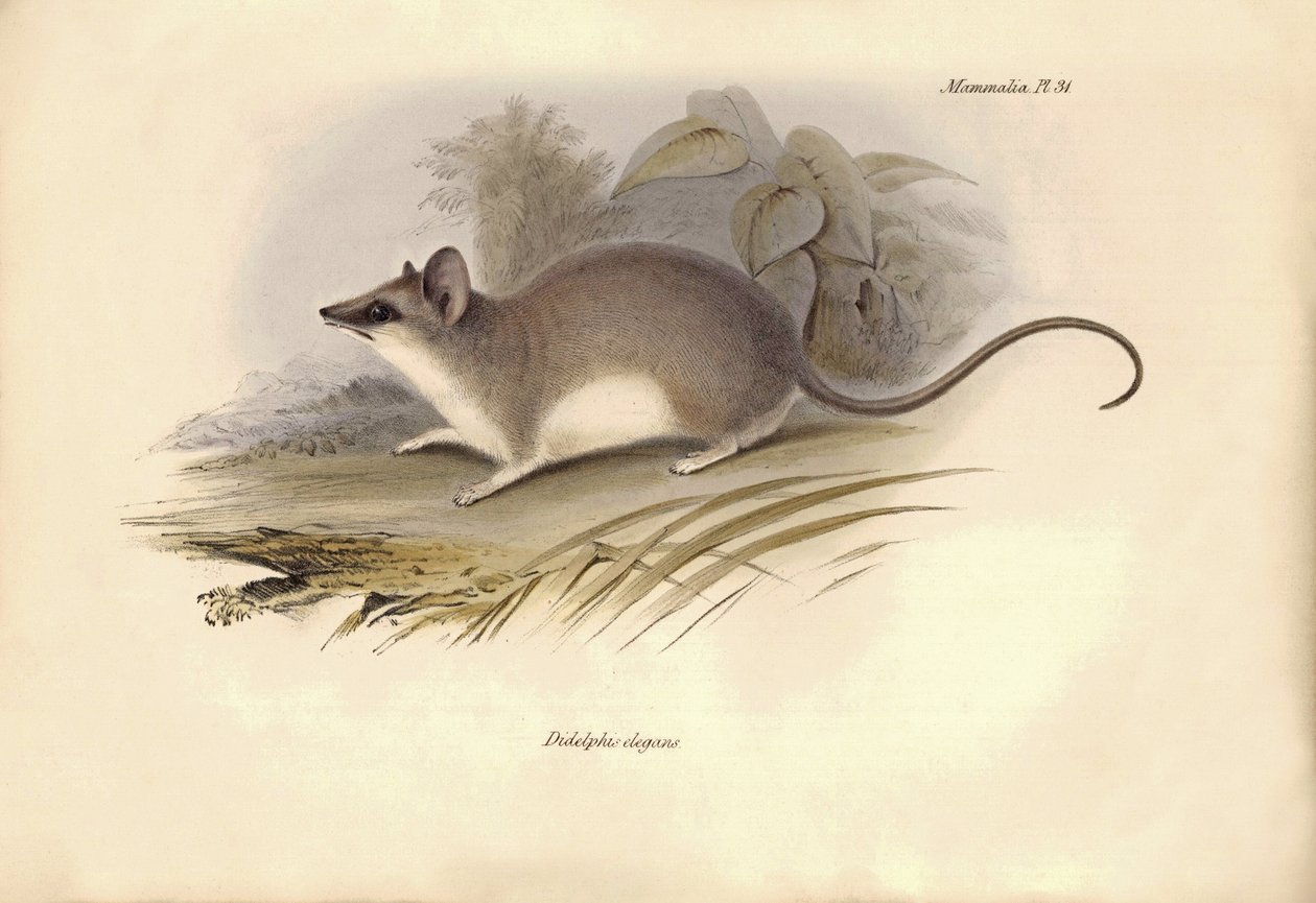 Eläintiede: Didelphis elegans, opossumiheimon edustaja, jonka Charles Darwin kuvasi tutkimusmatkallaan Beaglella. Kilpi teoksesta "The Zoology of the voyage of the H.M.S. Beagle under the command of Captain Fitzroy during the years 1832 to 1836". tekijältä Unbekannter Künstler