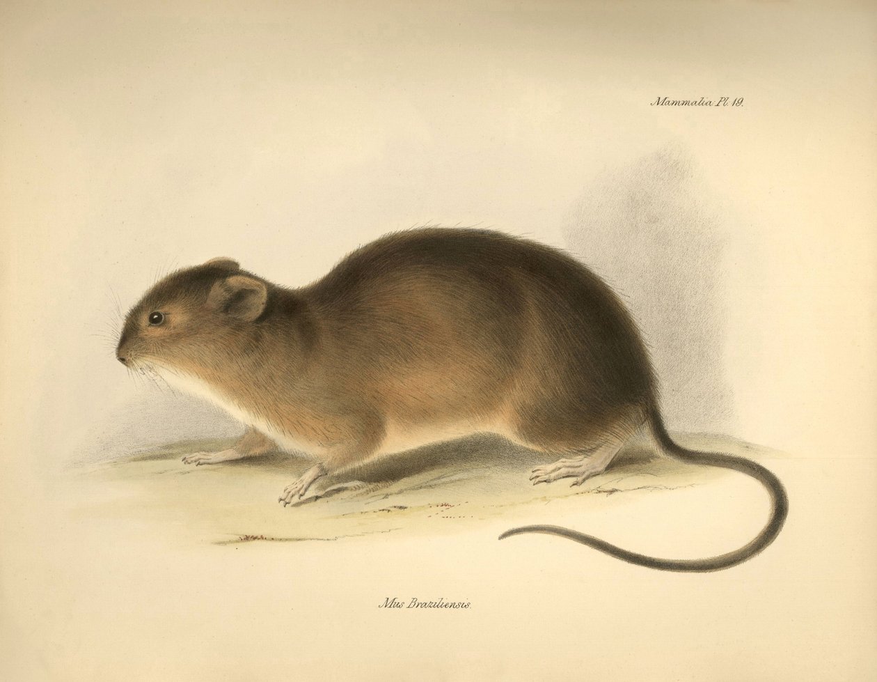 Eläintiede: Mus braziliensis eli brasilialainen hiiri, jonka Charles Darwin kuvasi Beaglen tutkimusmatkallaan. Kilpi teoksesta "The Zoology of the voyage of the H.M.S. Beagle under the command of Captain Fitzroy during the years 1832 to 1836 edi". tekijältä Unbekannter Künstler