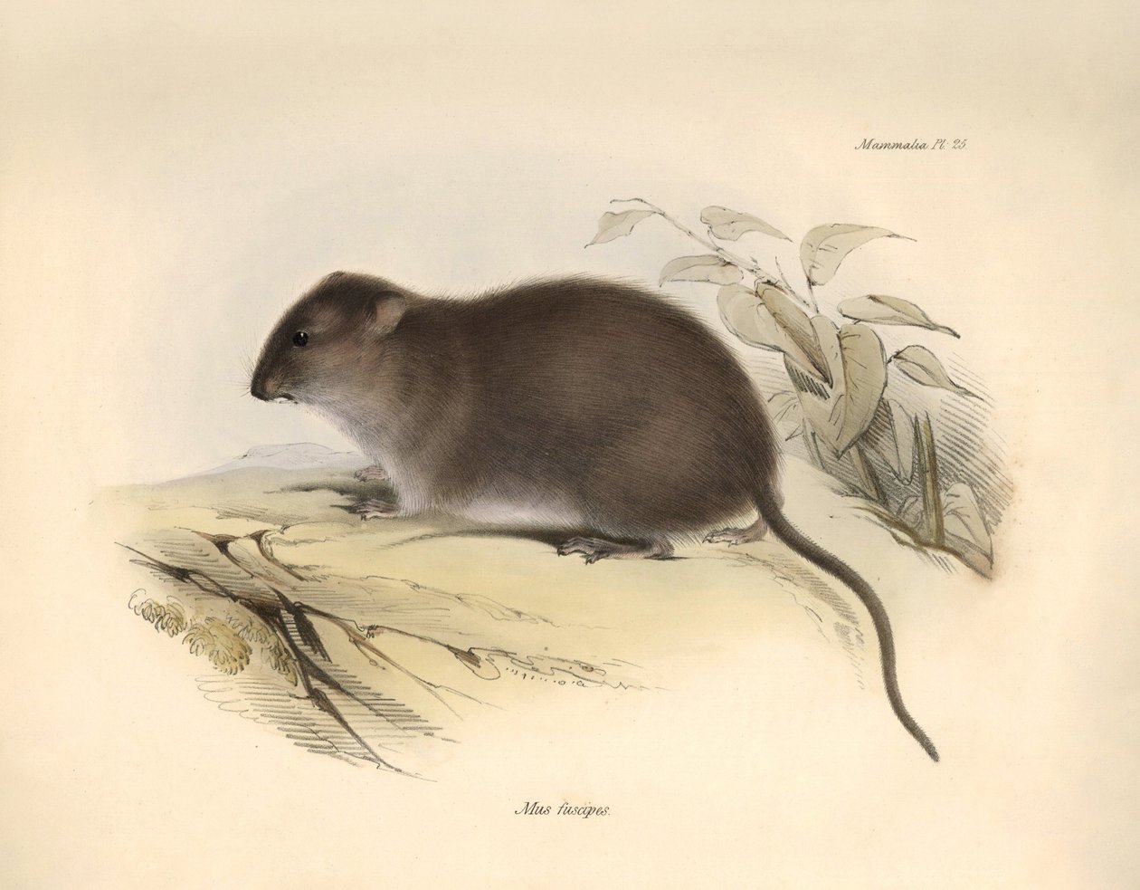 Eläintiede: "Mus fuscipes" eli Australian rannikon jyrsijä, jonka Charles Darwin kuvasi tutkimusmatkallaan Beaglella. Kuva on peräisin teoksesta "The Zoology of the voyage of the H.M.S. Beagle under the command of Captain Fitzroy during the years 1832 to tekijältä Unbekannter Künstler