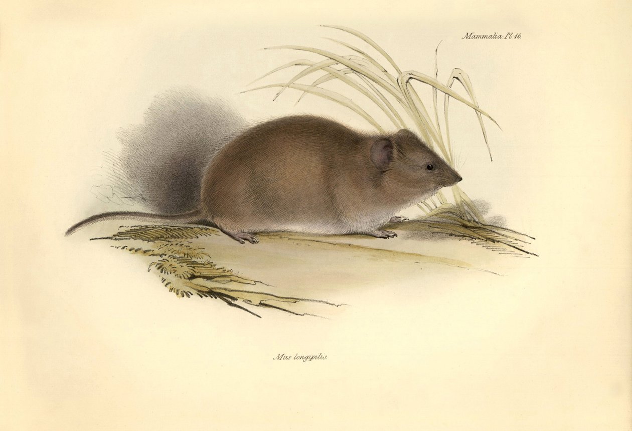 Eläintiede: Mus longipilis (peltorottien heimosta), jonka Charles Darwin kuvasi tutkimusmatkallaan Beaglella. Kuva on peräisin teoksesta "The Zoology of the voyage of the H.M.S. Beagle under the command of Captain Fitzroy during the years 1832 to tekijältä Unbekannter Künstler