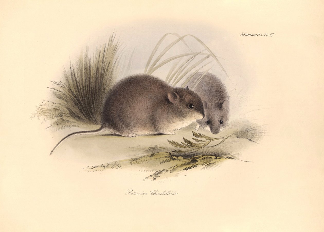 Eläintiede: Reithrodon Chinchilloides eli Patagonian Chinchilla, jonka Charles Darwin kuvasi Beaglen tutkimusmatkansa aikana. Lautanen teoksesta "The Zoology of the voyage of the H.M.S. Beagle under the command of Captain Fitzroy during the years 1 tekijältä Unbekannter Künstler