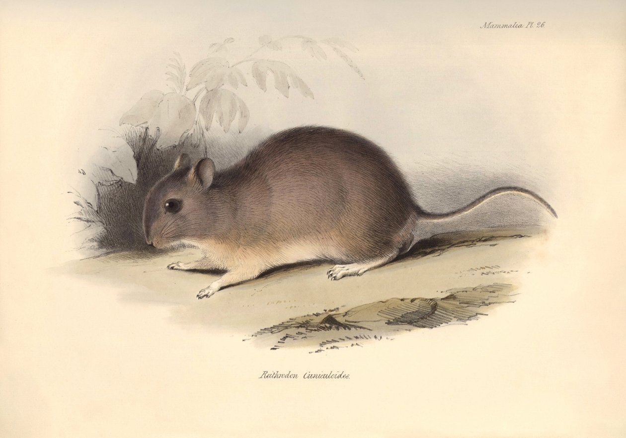 Eläintiede: Reithrodon Cuniculoides eli jyrsijä, jonka Charles Darwin kuvasi tutkimusmatkallaan Beaglella. Kilpi teoksesta "The Zoology of the voyage of the H.M.S. Beagle under the command of Captain Fitzroy during the years 1832 to 1836 edited". tekijältä Unbekannter Künstler