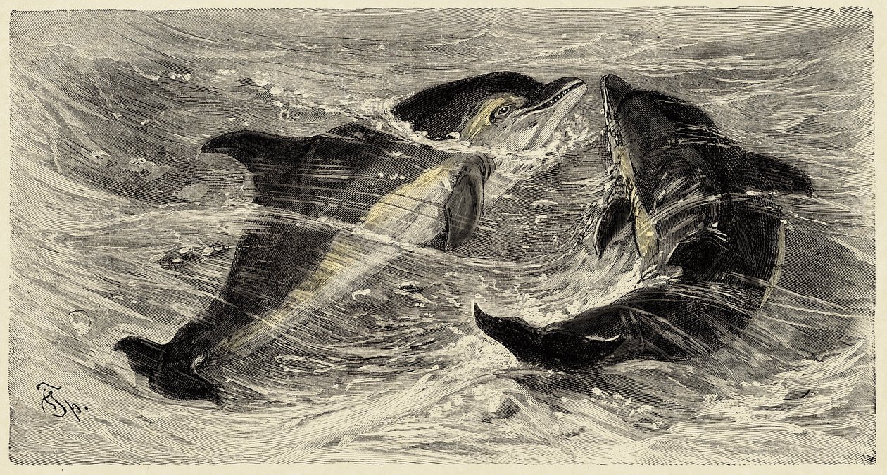 Eläintiede: Carlo Vogtin ja Federico Spechtin kuvaamat ja kuvittamat delfiinit (delphinus delphis) teoksessa "Natural history illustree: nisäkkäät" 1884. tekijältä Unbekannter Künstler