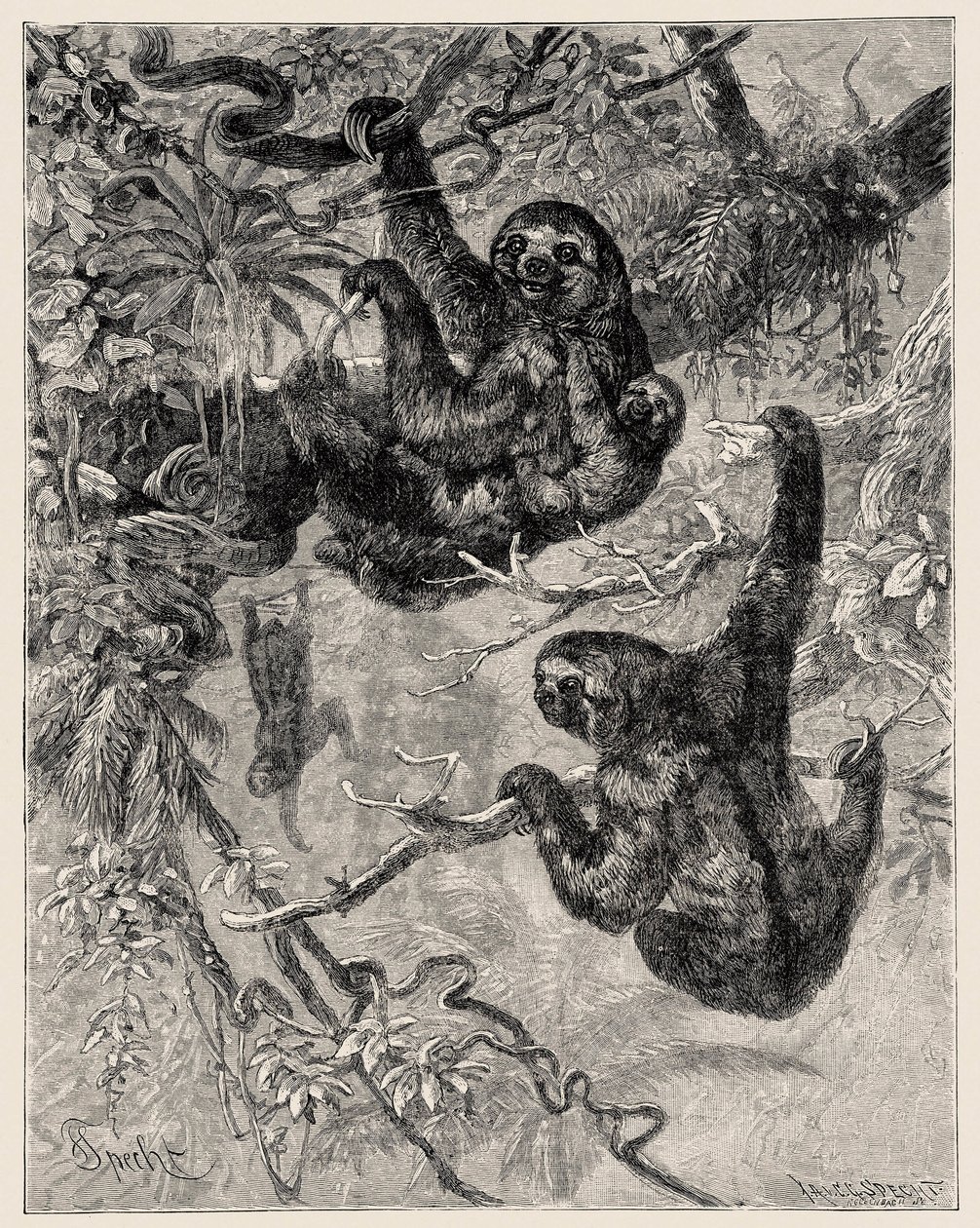 Eläintiede: laiska (Ai - Bradypus tridactylus), jonka Carlo Vogt ja Federico Specht ovat kuvanneet ja kuvittaneet julkaisussa "Illustree Natural History: Nisäkkäät" 1884 tekijältä Unbekannter Künstler