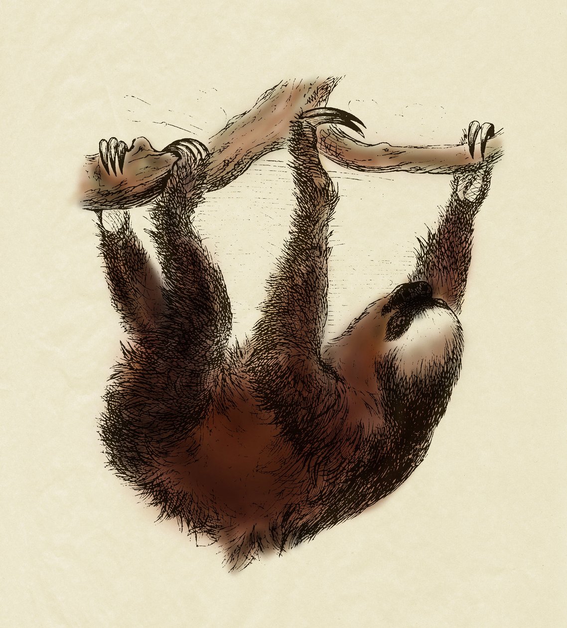 Eläintiede: laiska (Bradypus tridactylus). tekijältä Unbekannter Künstler