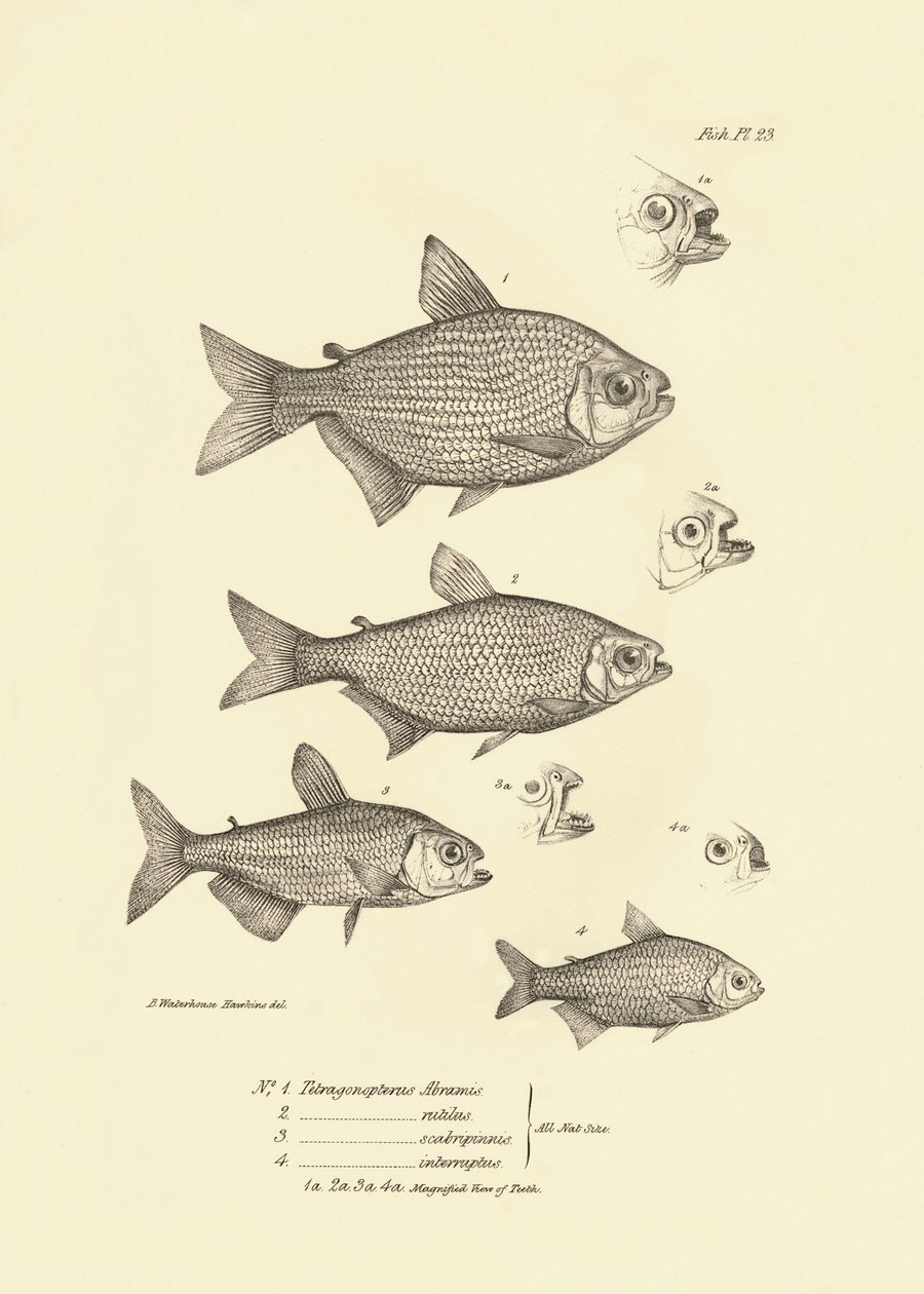 Eläintiede: Charles Darwinin Beagle-matkansa aikana kuvaama kala "Tetragonopterus Abramis, rutilus, scabripinnis, interruptus". Kilpi teoksesta "The zoology of the voyage of H.M.S. Beagle under the command of Captaain Fitzroy dur". tekijältä Unbekannter Künstler