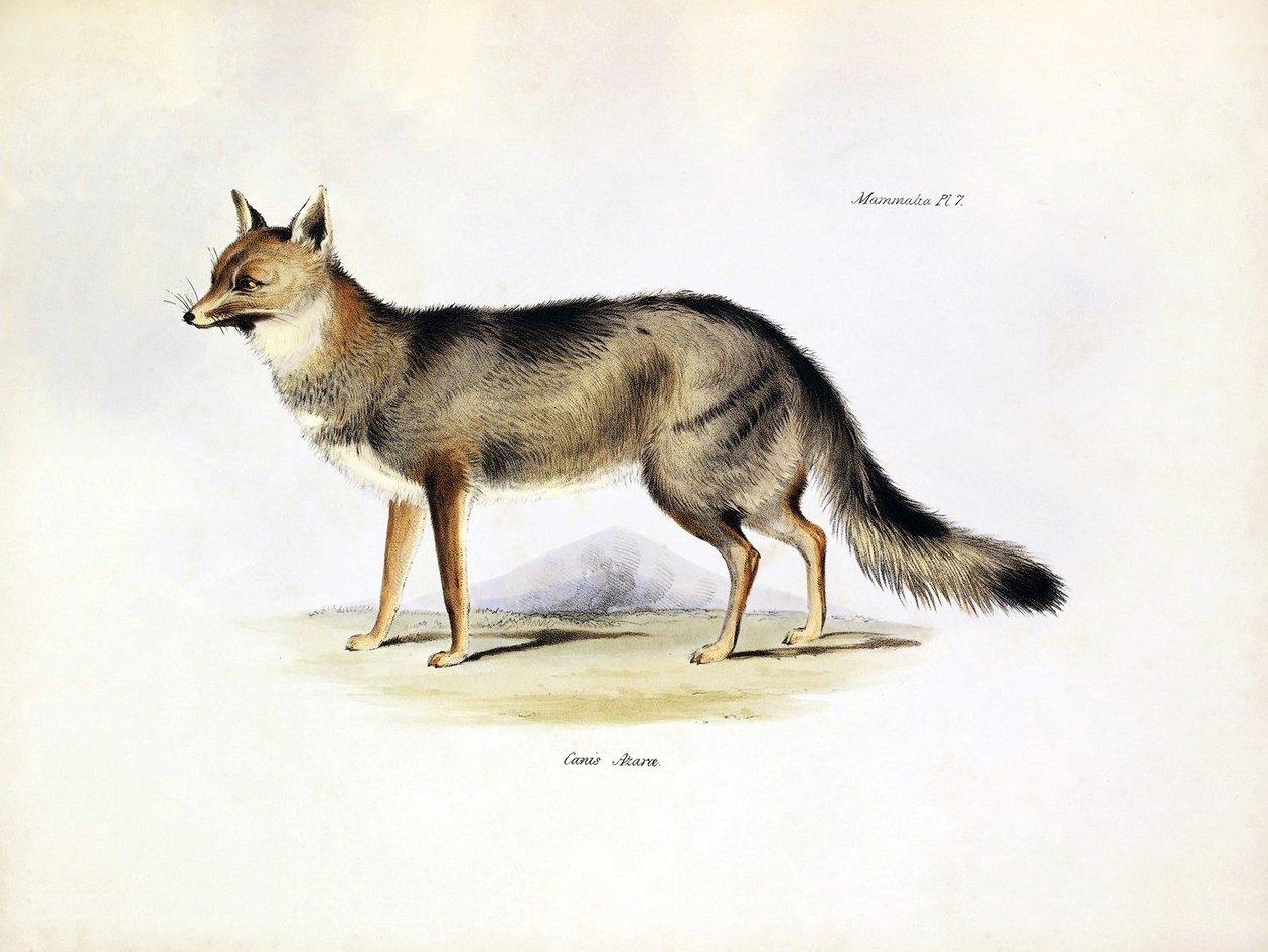 Eläintiede: Charles Darwinin Beagle-matkallaan kuvaaman Etelä-Amerikasta peräisin olevan "Canis Azarae" -ketun kuva. Lautanen kirjasta "The zoology of the voyage of H.M.S. Beagle under the command of Captaain Fitzroy during the years 1832-1836". tekijältä Unbekannter Künstler
