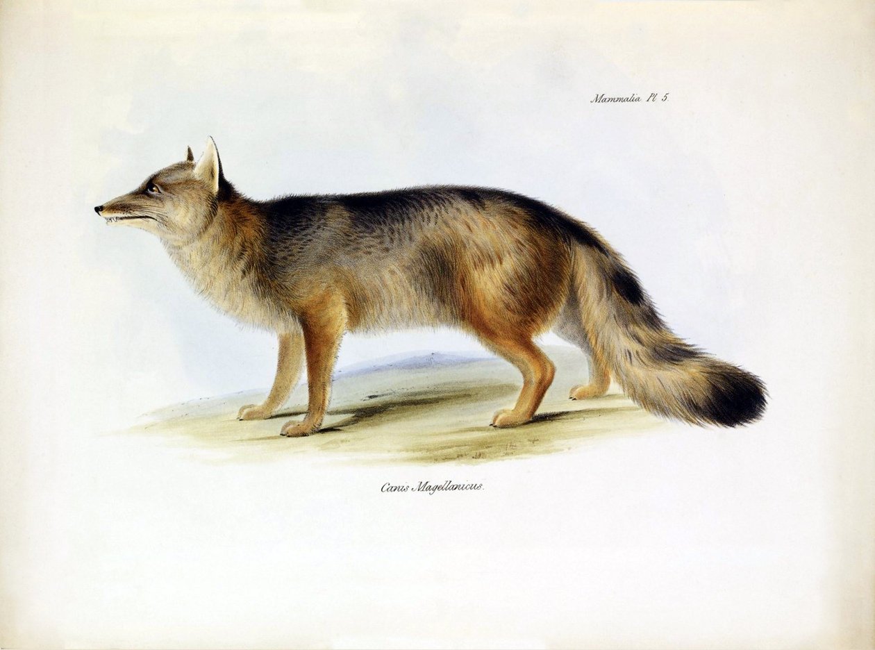 Eläintiede: Charles Darwinin Beagle-matkallaan kuvaaman eteläamerikkalaisen ketun (Canis fulvipes) kuvaus. Lautanen teoksesta "The zoology of the voyage of H.M.S. Beagle under the command of Captaain Fitzroy during the years 1832-1836". tekijältä Unbekannter Künstler