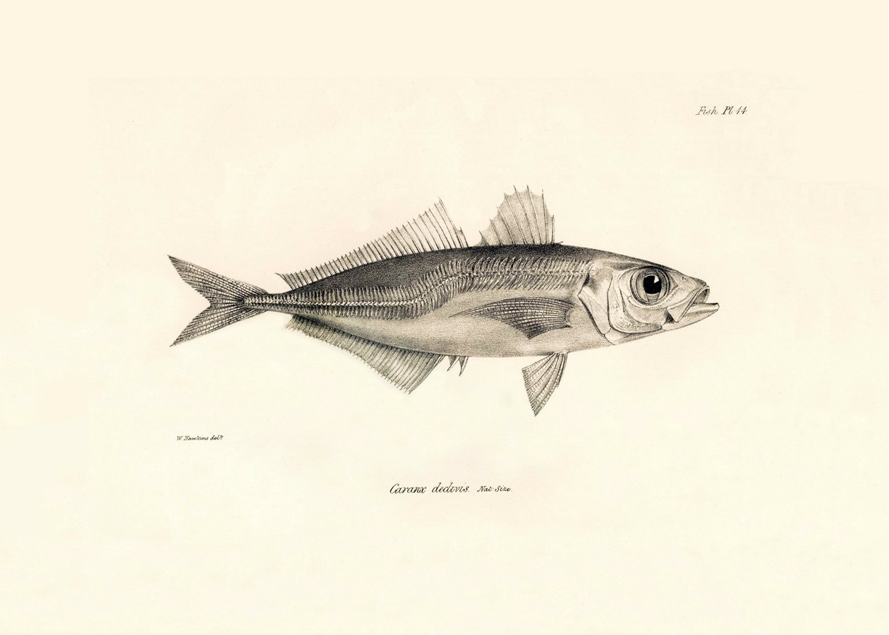 Eläintiede: Charles Darwinin Beagle-matkansa aikana kuvaaman kalan "Caranx declivis" kuva. Lautanen teoksesta "The zoology of the voyage of H.M.S. Beagle under the command of Captaain Fitzroy during the years 1832-1836". tekijältä Unbekannter Künstler