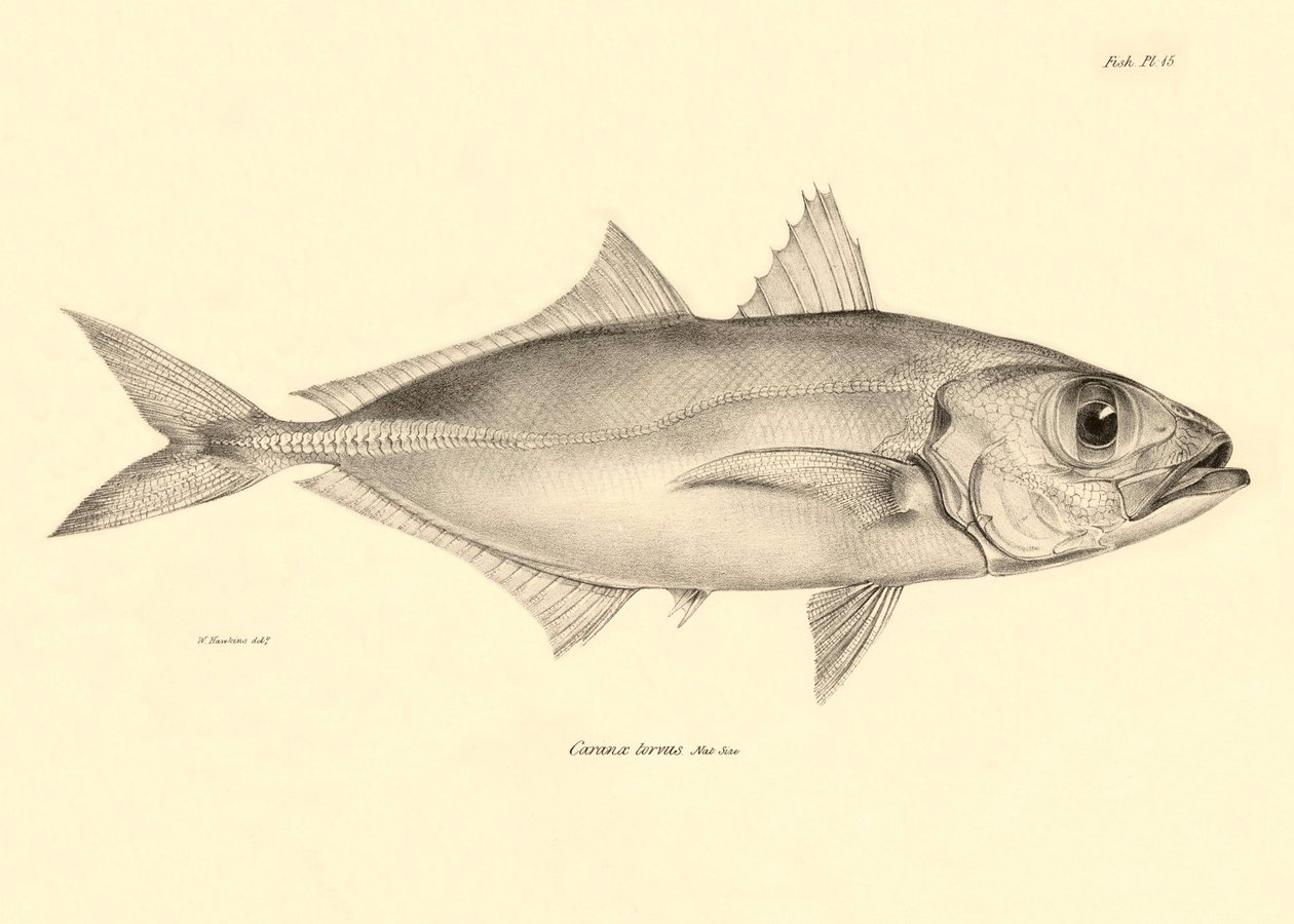 Eläintiede: Charles Darwinin Beagle-matkansa aikana kuvaaman kalan "Caranx torvus" kuva. Lautanen teoksesta "The zoology of the voyage of H.M.S. Beagle under the command of Captaain Fitzroy during the years 1832-1836". tekijältä Unbekannter Künstler