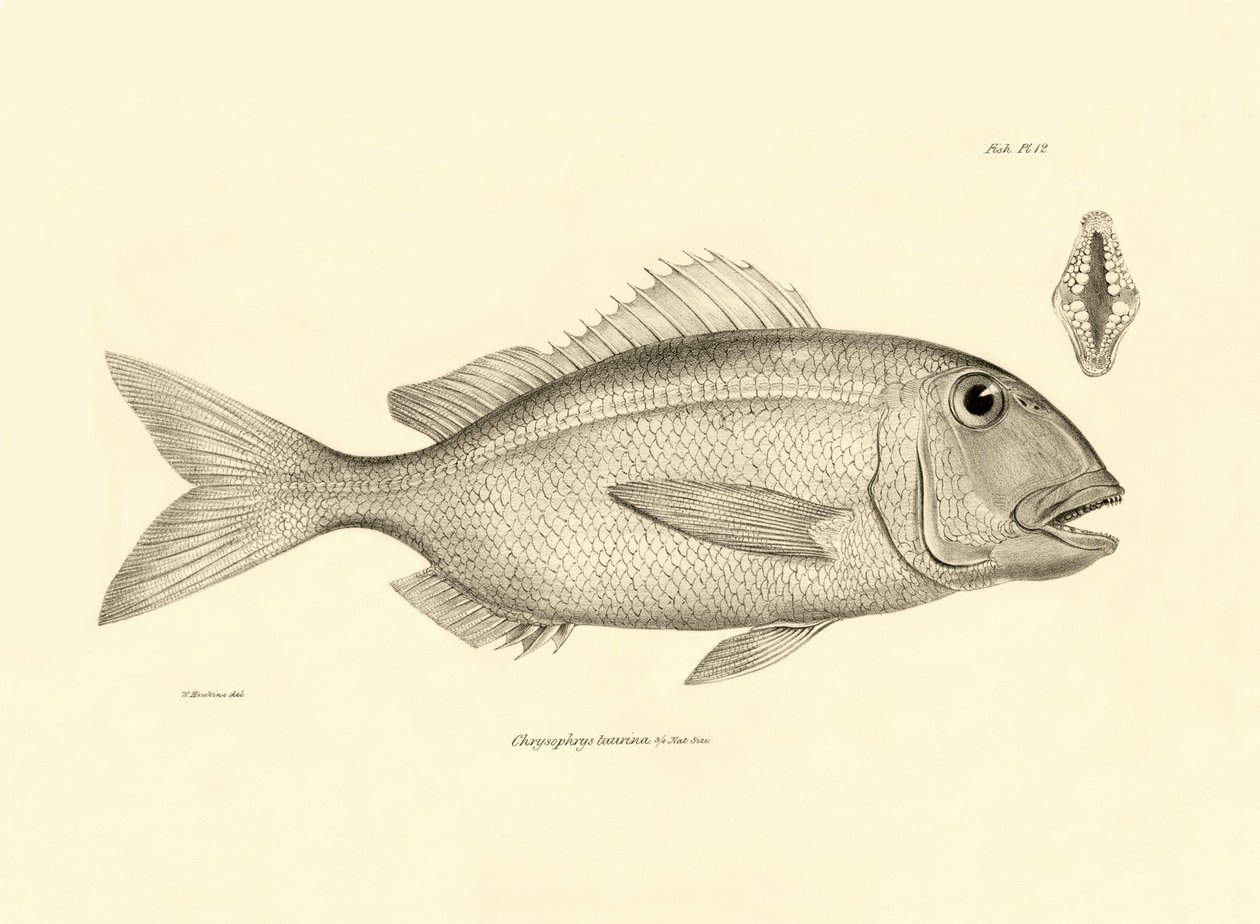 Eläintiede: Charles Darwinin Beagle-matkallaan kuvaaman Chrysophrys taurina -kalan kuva. Lautanen teoksesta "The zoology of the voyage of H.M.S. Beagle under the command of Captaain Fitzroy during the years 1832-1836". tekijältä Unbekannter Künstler