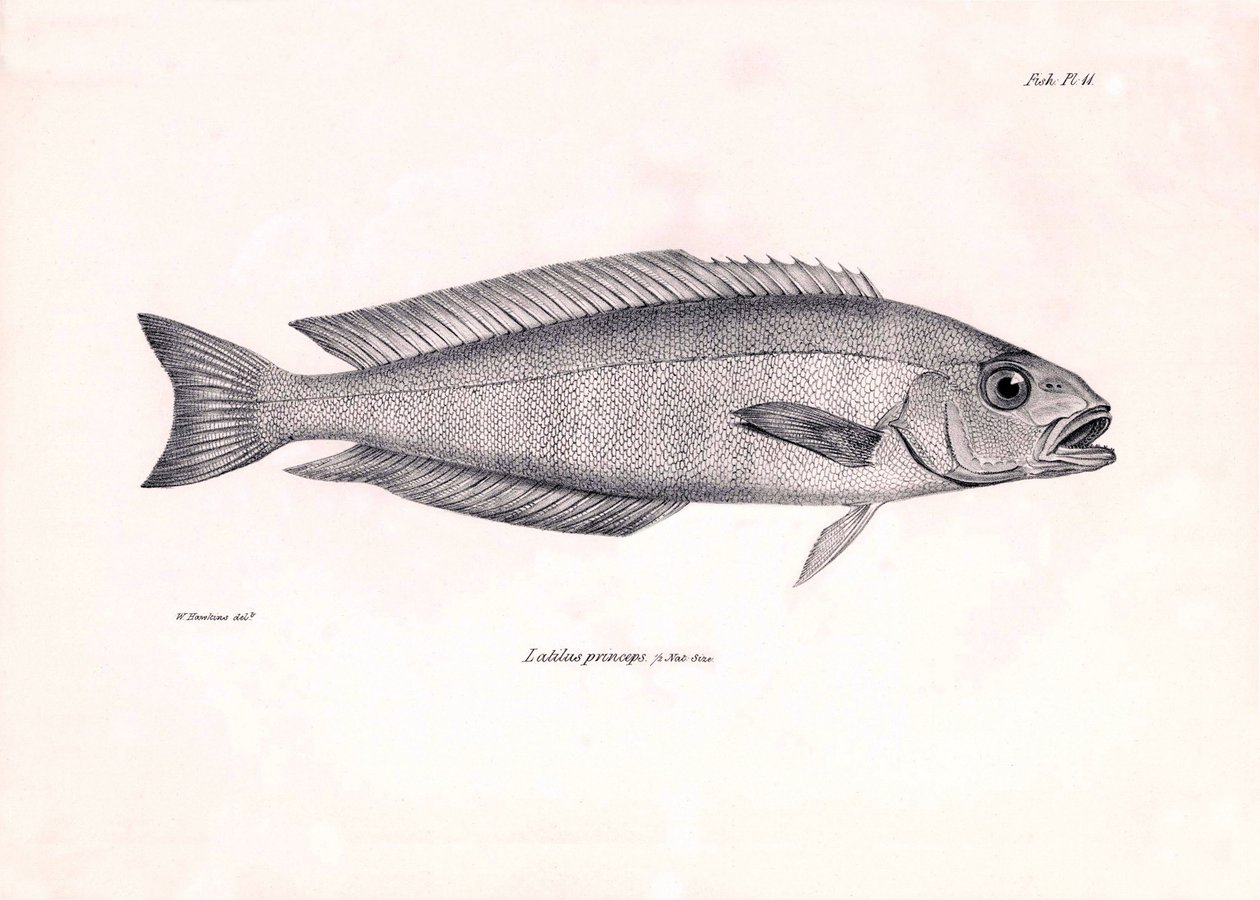 Eläintiede: Charles Darwinin Beagle-matkansa aikana kuvaaman Latilus princeps -kalan kuva. Kilpi teoksesta "The zoology of the voyage of H.M.S. Beagle under the command of Captaain Fitzroy during the years 1832-1836". tekijältä Unbekannter Künstler