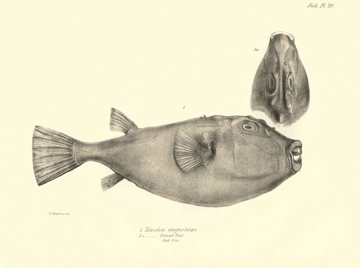Eläintiede: Charles Darwinin Beagle-matkansa aikana kuvaaman kalan "Tetrodon (Tetraodon) angusticeps" kuvaus. Kilpi teoksesta "The zoology of the voyage of H.M.S. Beagle under the command of Captaain Fitzroy during the years 1832-18". tekijältä Unbekannter Künstler