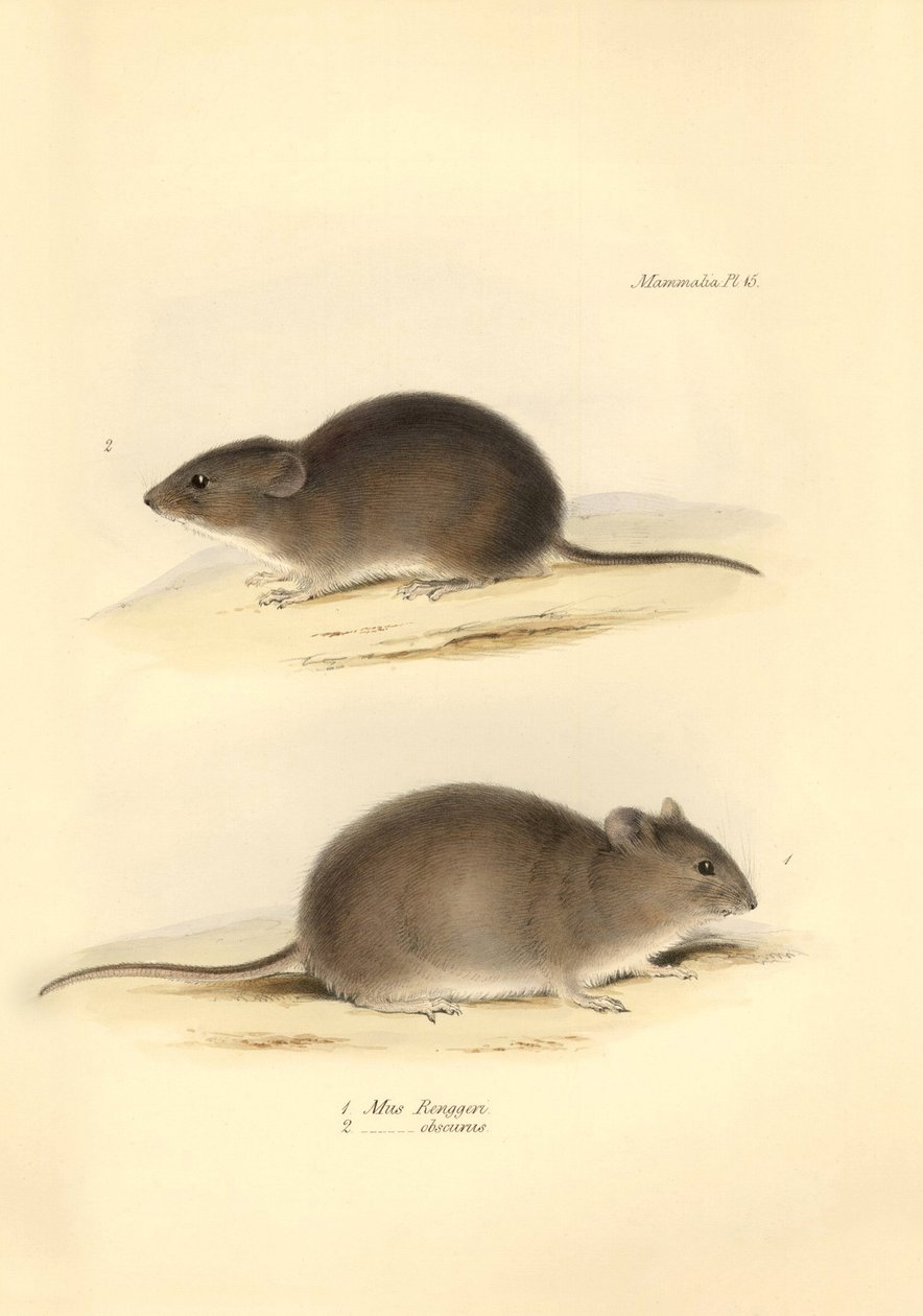 Eläintiede: "Mus Renggeri" ja "Mus obscurus" (rotat), jotka Charles Darwin kuvasi tutkimusmatkallaan Beaglella. Lautanen teoksesta "The Zoology of the voyage of the H.M.S. Beagle under the command of Captain Fitzroy during the years 1832 to 183". tekijältä Unbekannter Künstler