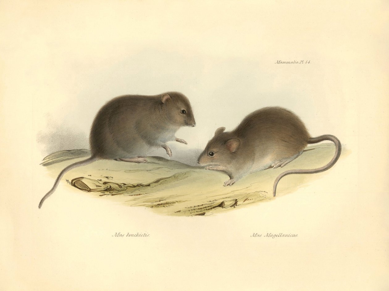 Eläintiede: "Mus brachiotis" ja Mus "Magellanicus" (rotat), jotka Charles Darwin kuvasi tutkimusmatkallaan Beaglella. Lautanen teoksesta "The Zoology of the voyage of the H.M.S. Beagle under the command of Captain Fitzroy during the years 1832 to 1". tekijältä Unbekannter Künstler