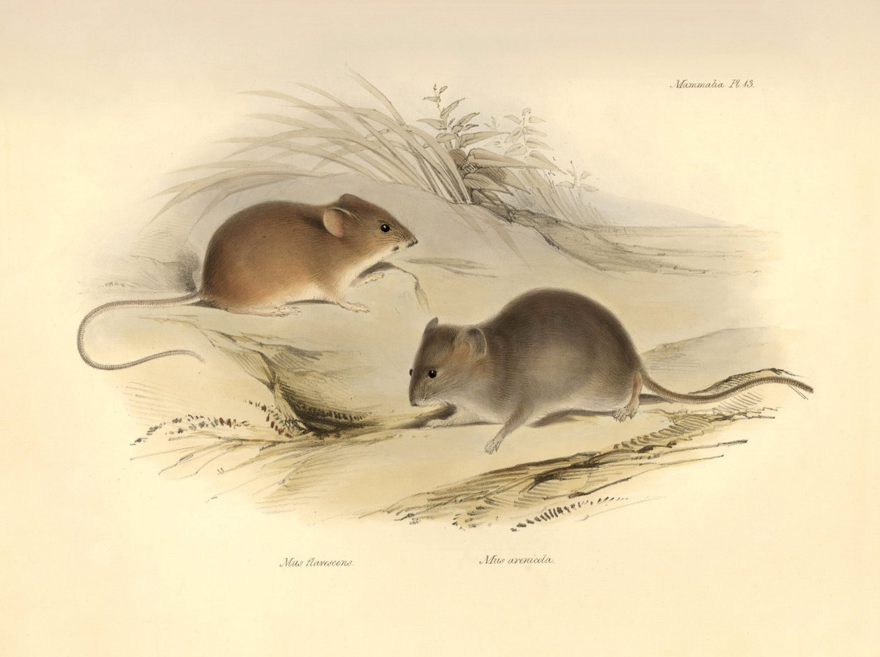 Eläintiede: "Mus flavescens" ja "Mus arenicola" (rotat), jotka Charles Darwin kuvasi tutkimusmatkallaan Beaglella. Lautanen teoksesta "The Zoology of the voyage of the H.M.S. Beagle under the command of Captain Fitzroy during the years 1832 to 1836". tekijältä Unbekannter Künstler