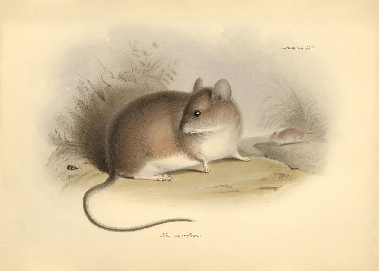 Eläintiede: "Mus griseoflavus" eli lehtihiiri, jonka Charles Darwin kuvasi tutkimusmatkallaan Beaglella. Kilpi teoksesta "The Zoology of the voyage of the H.M.S. Beagle under the command of Captain Fitzroy during the years 1832 to 1836 edited and tekijältä Unbekannter Künstler