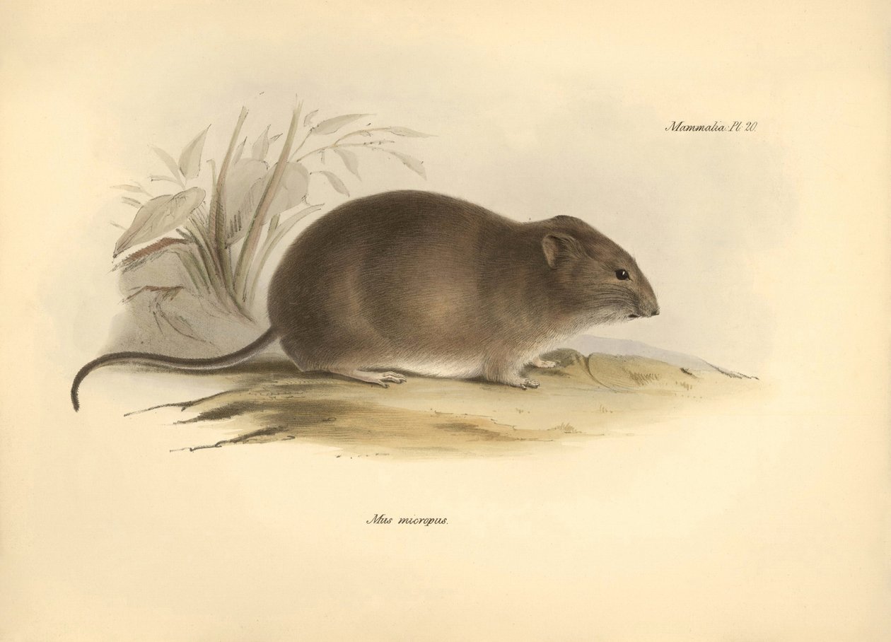 Eläintiede: "Mus micropus" eli isokorvainen hiiri, jonka Charles Darwin kuvasi tutkimusmatkallaan Beaglella. Kilpi teoksesta "The Zoology of the voyage of the H.M.S. Beagle under the command of Captain Fitzroy during the years 1832 to 1836 edited". tekijältä Unbekannter Künstler