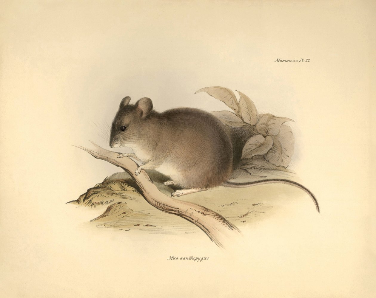 Eläintiede: "Mus xanthopygus" eli xanthopygus-hiiri, jonka Charles Darwin kuvasi tutkimusmatkallaan Beaglella. Kilpi teoksesta "The Zoology of the voyage of the H.M.S. Beagle under the command of Captain Fitzroy during the years 1832 to 1836 e". tekijältä Unbekannter Künstler