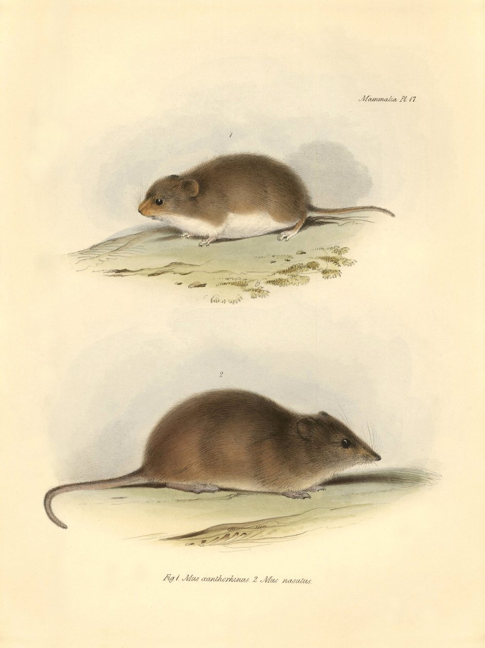 Eläintiede: "Mus xanthorhinus" eli kenttärotta ja "Mus nasutus", jotka Charles Darwin kuvasi tutkimusmatkallaan Beaglella. Lautanen teoksesta "The Zoology of the voyage of the H.M.S. Beagle under the command of Captain Fitzroy during the years 1832 t - The tekijältä Unbekannter Künstler