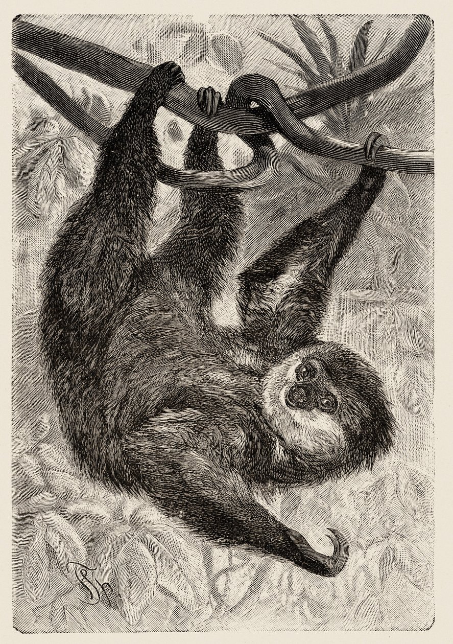 Eläintiede: unau tai laiska kuvaa ja kuvittaa Carlo Vogt ja Federico Specht in "Natural history illustree: nisäkkäät" 1884. tekijältä Unbekannter Künstler