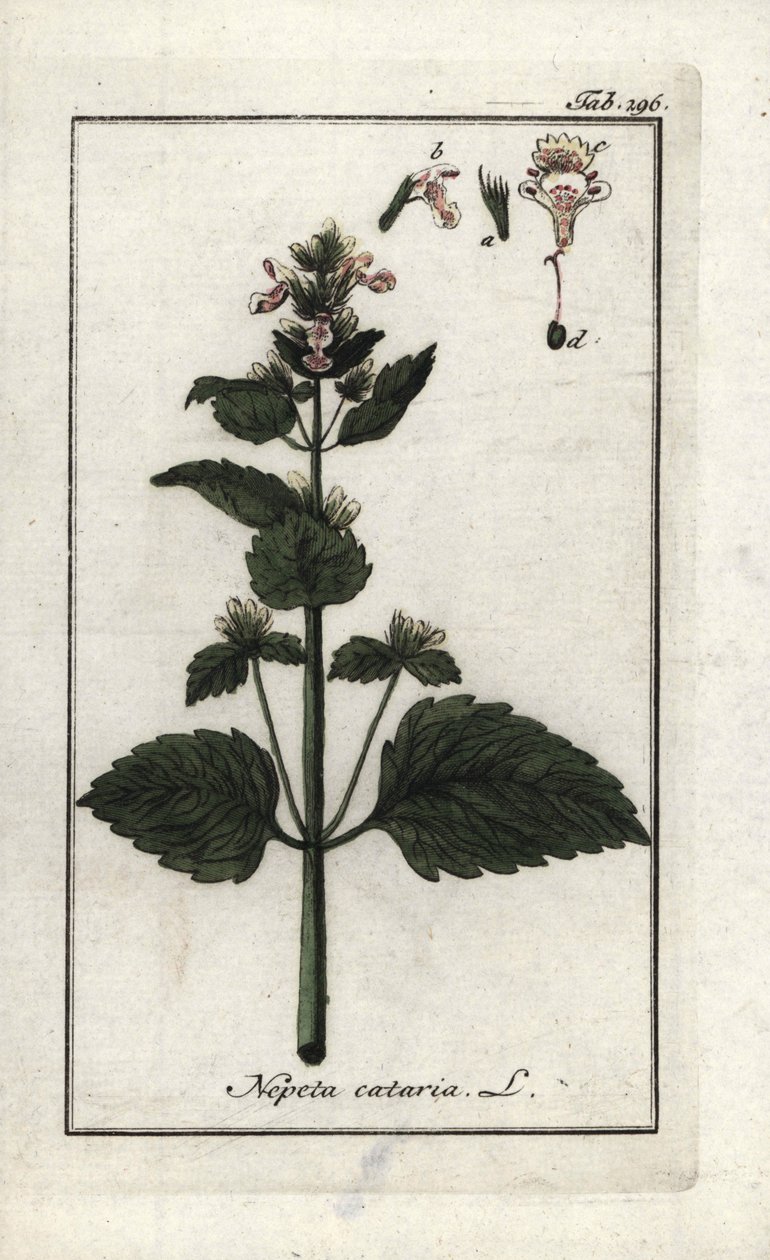 catary tai catary tai kissanminttu (Nepeta cataria). Litografia Johannes Zornin (1739-1799) teoksesta "Afbeelding der Artseny-Gewassen", Alankomaat. tekijältä Unbekannter Künstler