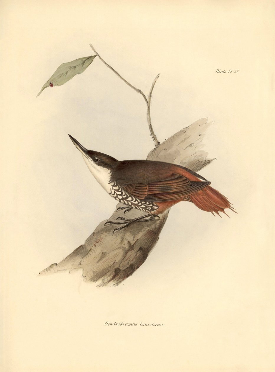 ornitologia: Charles Darwin (1809-1882) on havainnut ja kuvannut Etelä-Amerikan lintua "Dendrodamus leucosternus". Lautanen teoksesta "The zoology of the voyage of H.M.S. Beagle. Lento. III, Birds described by John Gould, with notice of their habits by Cha tekijältä Unbekannter Künstler