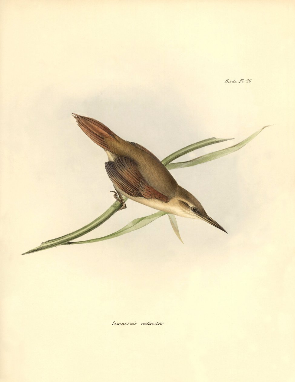 ornitologia: Charles Darwin (1809-1882) on havainnut ja kuvannut Etelä-Amerikan passereau "Limnornis rectirostris". Lautanen teoksesta "The zoology of the voyage of H.M.S. Beagle. Lento. III, Birds described by John Gould, with notice of their habits by Ch tekijältä Unbekannter Künstler