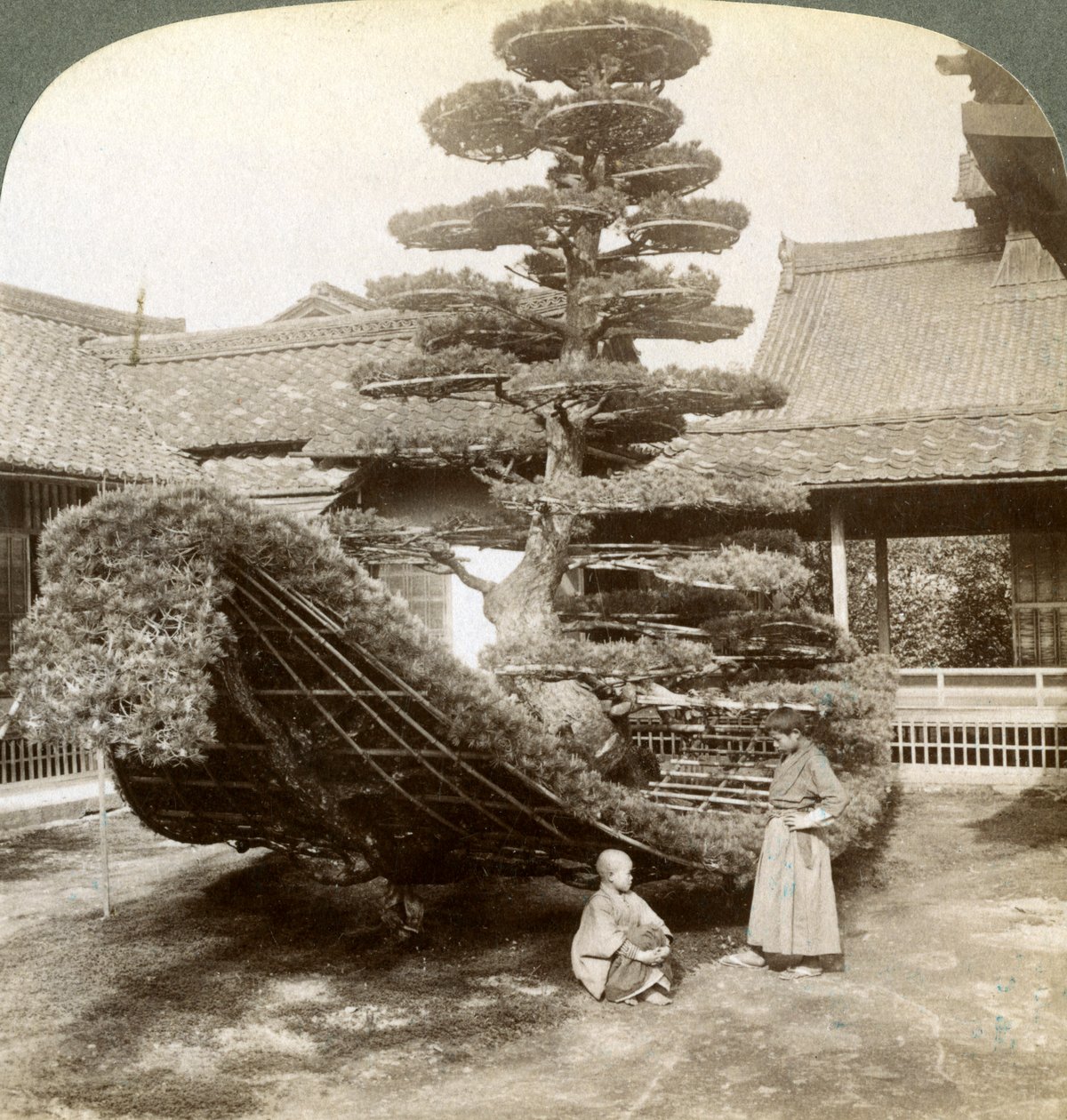 Yksittäinen mänty, joka on koulutettu veneen muotoon, Kinkaku-jin luostari, Kioto, Japani, 1904 tekijältä Underwood and Underwood