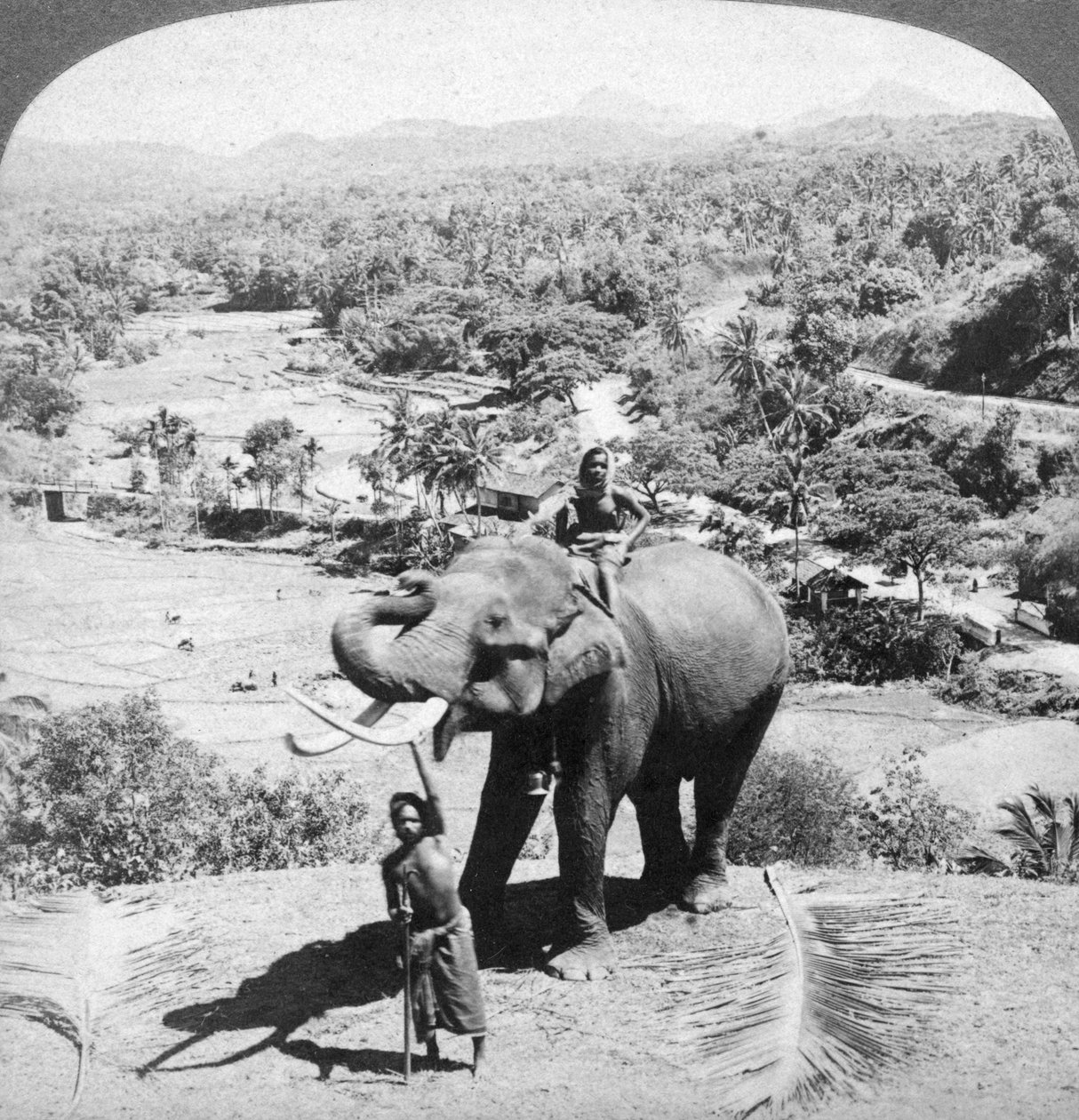 Elefantti ja sen pitäjä, Sri Lanka, 1902. tekijältä Underwood and Underwood