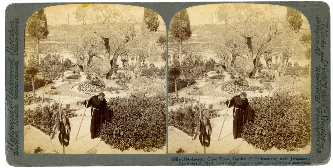 Muinaisia oliivipuita Getsemanen puutarhassa, lähellä Jerusalemia, Palestiina, 1905. tekijältä Underwood and Underwood