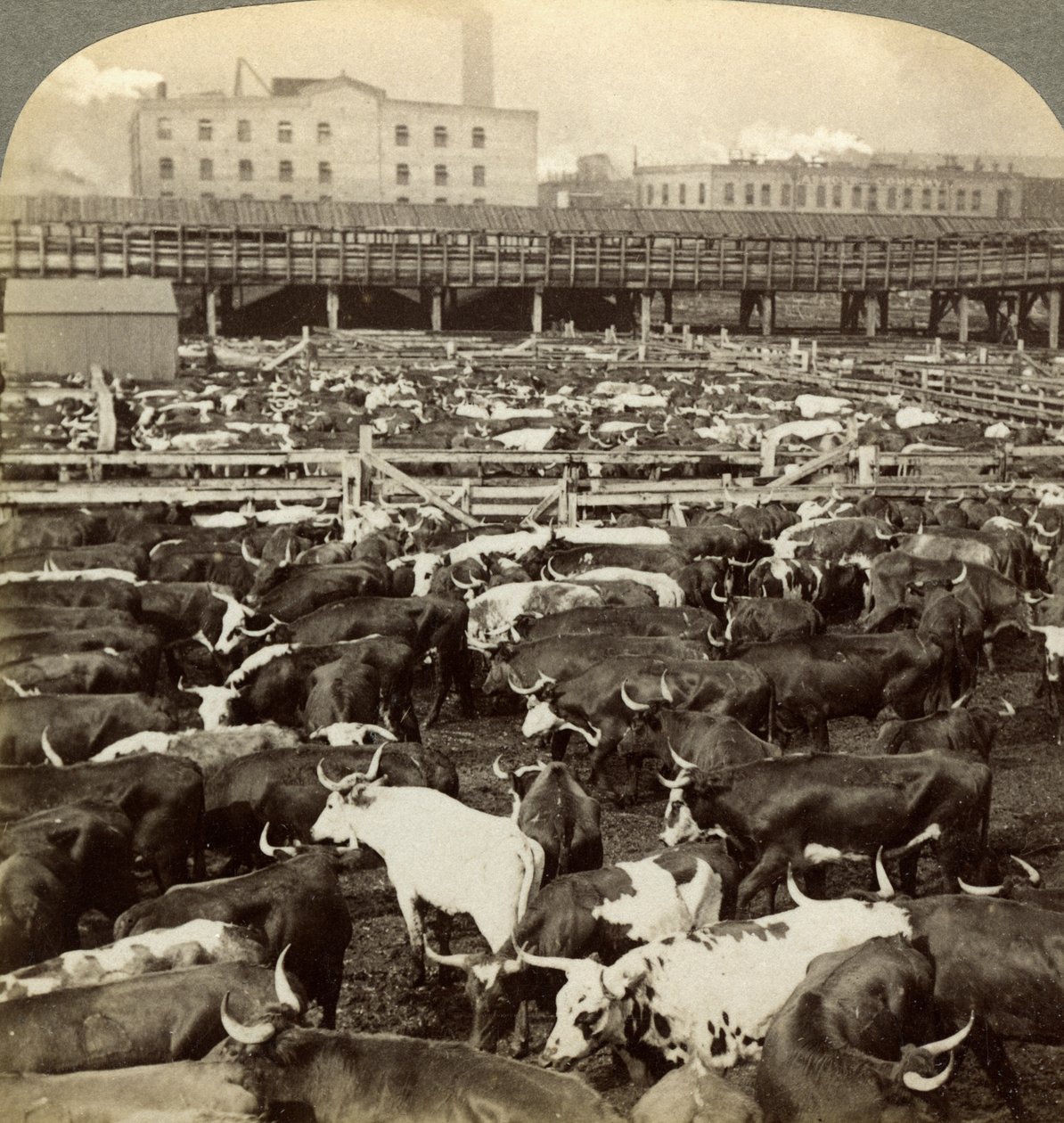 Nauta, Great Union Stock Yards, Chicago, Illinois, USA. tekijältä Underwood and Underwood