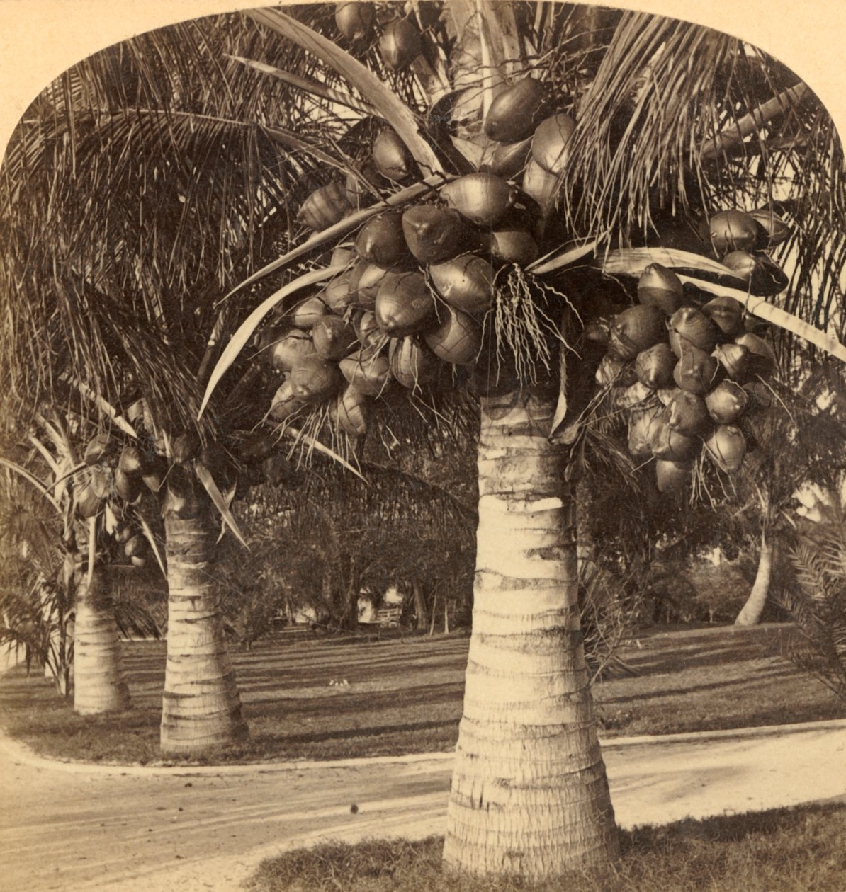 Kookospuut Floridan valkoisilla hiekoilla. USA, c1900. tekijältä Underwood and Underwood