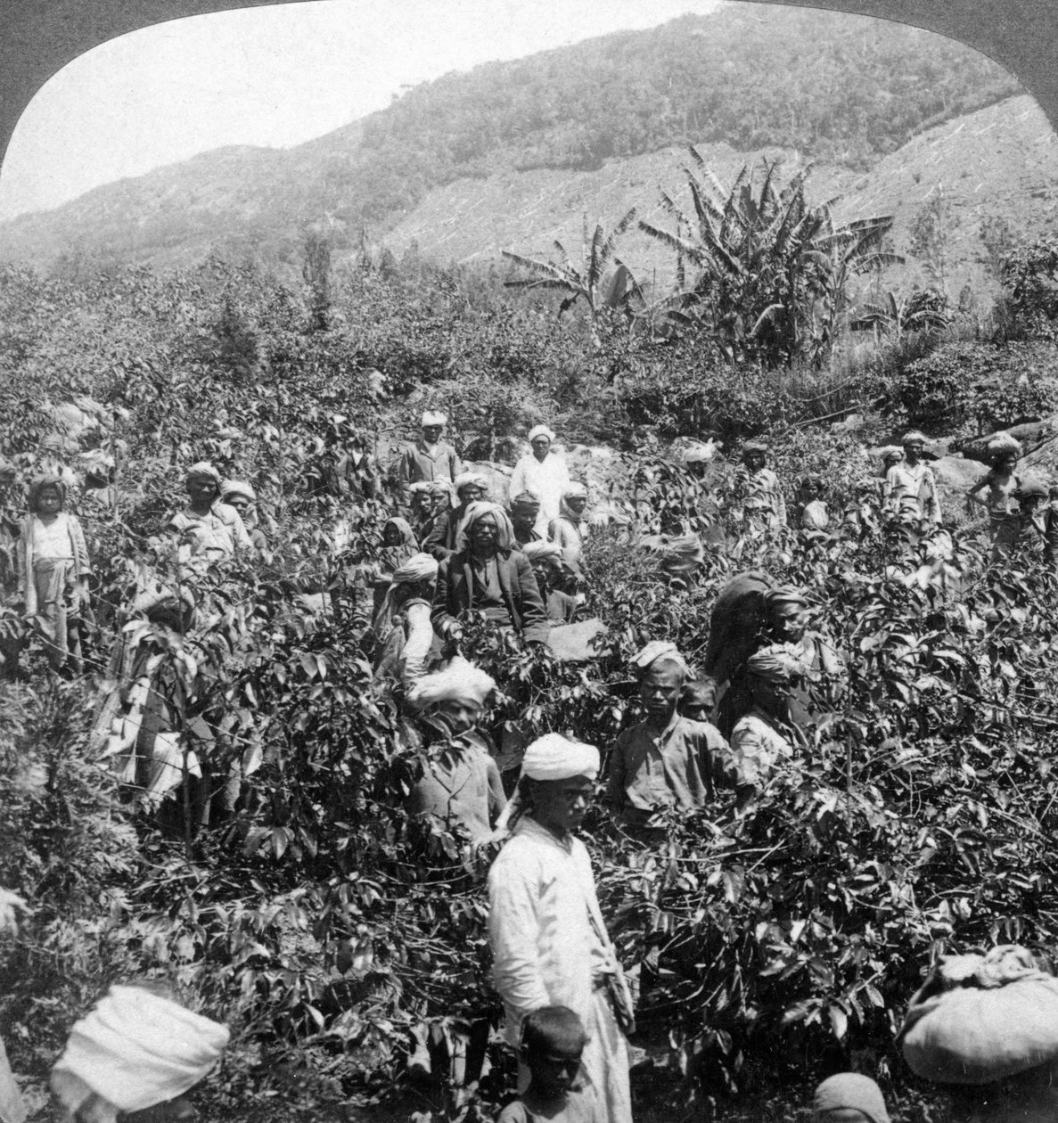 Kahvinpoiminta Sir Thomas Liptonin tilalla, Dambutnen, Sri Lankassa, 1903. tekijältä Underwood and Underwood