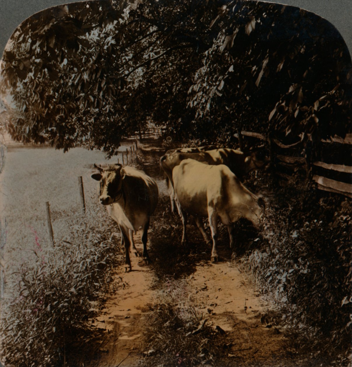 Lehmät tulevat kotiin kaistaa pitkin lypsyaikana, c1900. Taiteilijat: Elmer Underwood, Bert Elias Underwood. tekijältä Underwood and Underwood