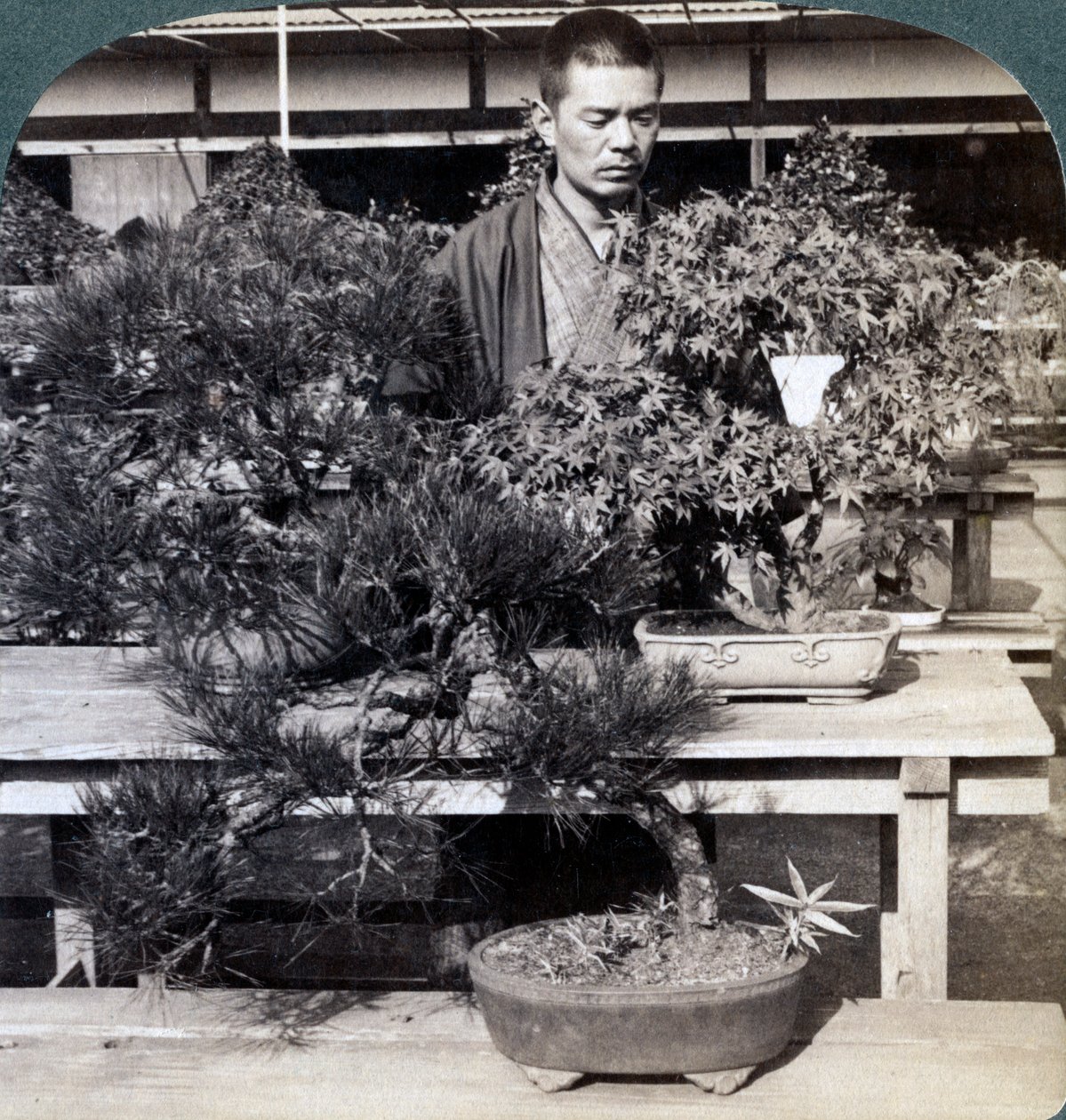 Kääpiömännyt ja vaahterat Count Okumasin kasvihuoneessa Tokiossa, Japanissa, 1904 tekijältä Underwood and Underwood