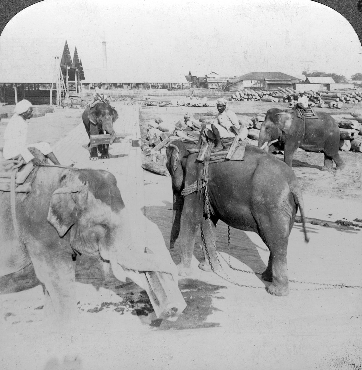 Norsut työskentelevät puupihalla, Intia, 1900-luku. tekijältä Underwood and Underwood