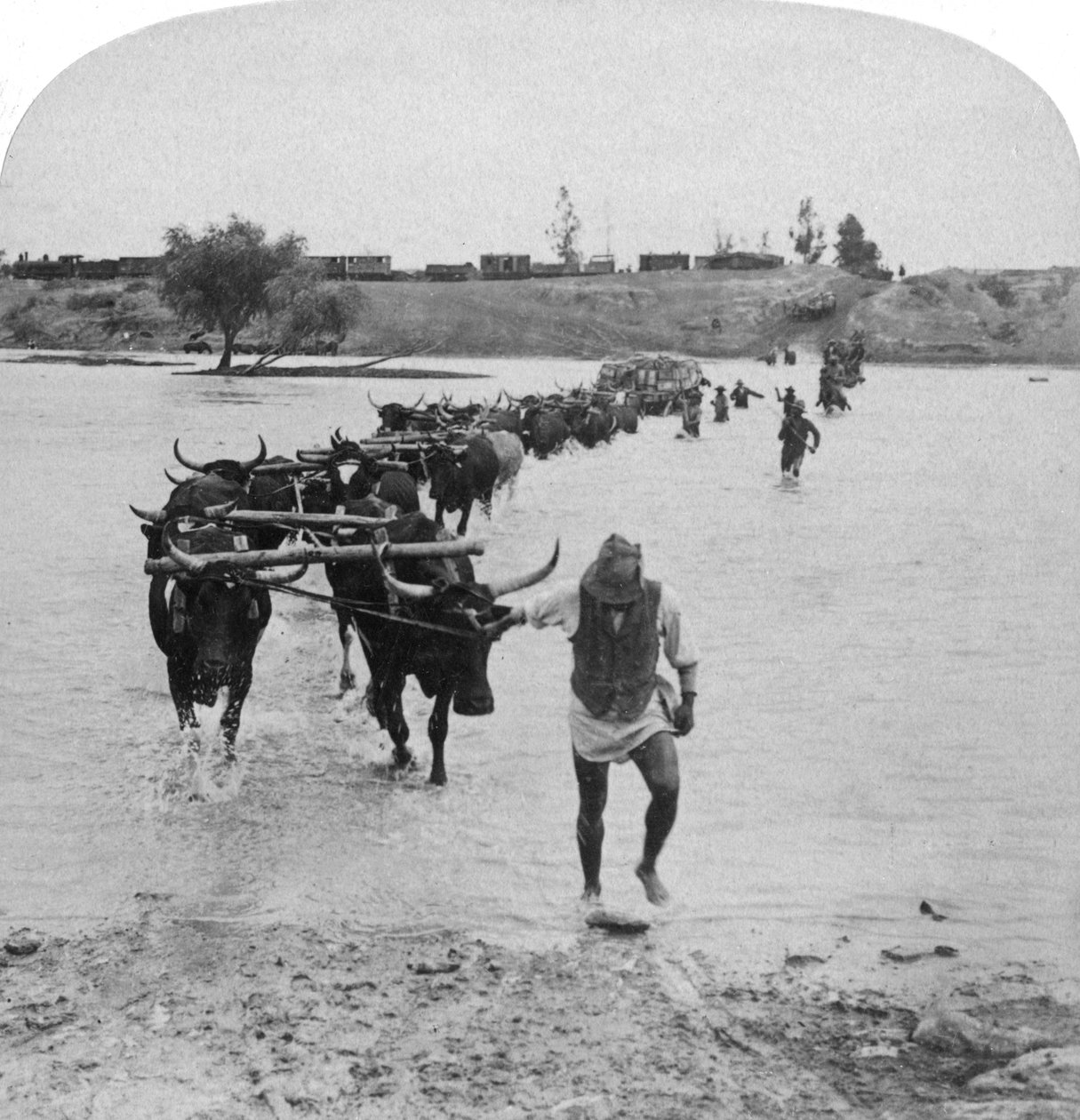 Fording the Modder River, Boer War, Etelä-Afrikka, 15. helmikuuta 1901. tekijältä Underwood and Underwood