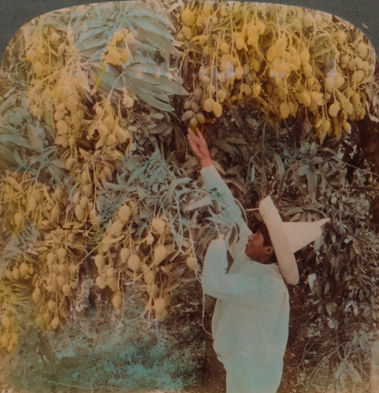 Keräämässä mehukkaita hedelmiä raskaasti kuormatusta mangopuusta, Cuernavaca, Meksiko, 1907. Taiteilijat: Elmer Underwood, Bert Elias Underwood. tekijältä Underwood and Underwood