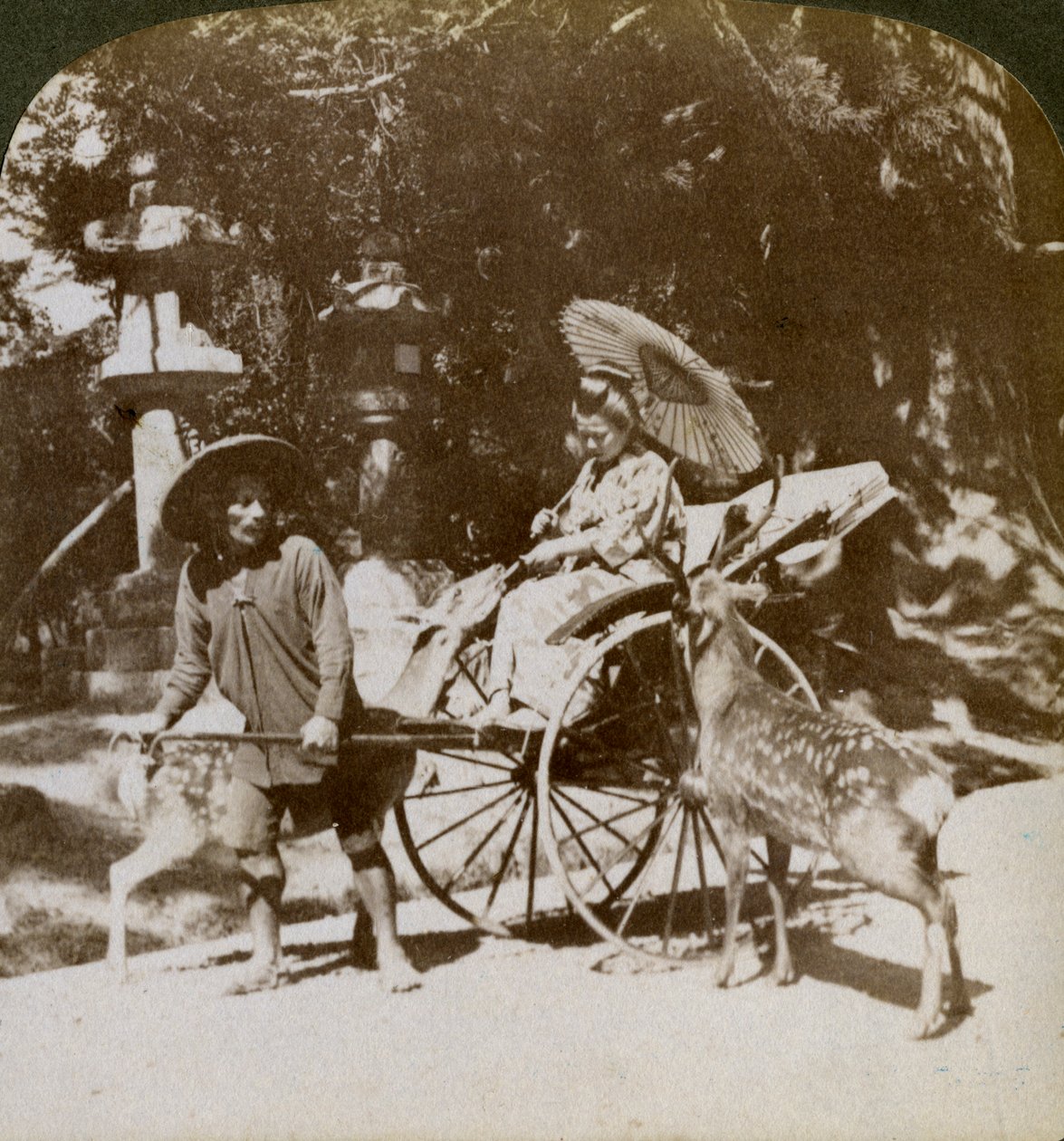 Tyttö ruokkii pyhiä peuroja matkalla rukouksiin Kasugan temppelin alueella, Nara, Japani, 1904 tekijältä Underwood and Underwood