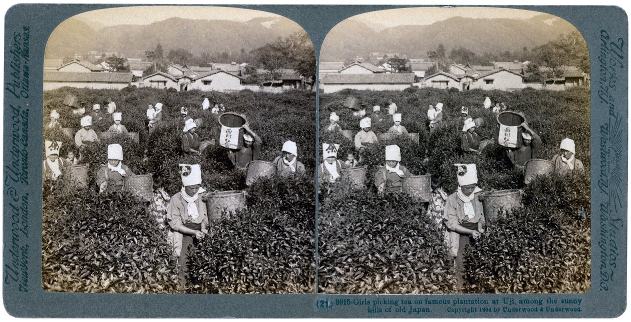 Tytöt poimimassa teetä kuuluisalla istutuksella Ujissa, Japanissa, 1904 tekijältä Underwood and Underwood